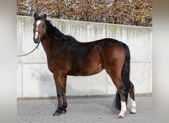 German Riding Pony, Mare, 16 years, 14.1 hh, Brown