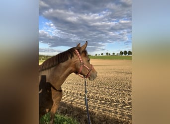 German Riding Pony, Mare, 16 years, 14.1 hh, Brown