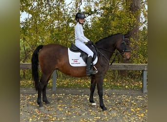 German Riding Pony, Mare, 16 years, 14.2 hh, Bay-Dark