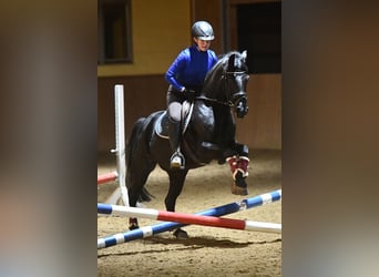 German Riding Pony, Mare, 16 years, 14.2 hh, Black