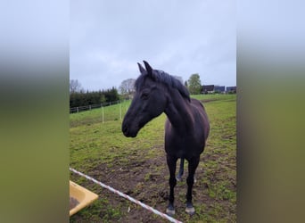 German Riding Pony, Mare, 16 years, 14.2 hh, Black