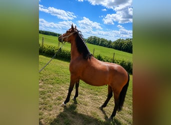 German Riding Pony, Mare, 16 years, 14.2 hh, Brown