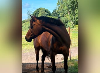 German Riding Pony, Mare, 16 years, 14.2 hh, Brown