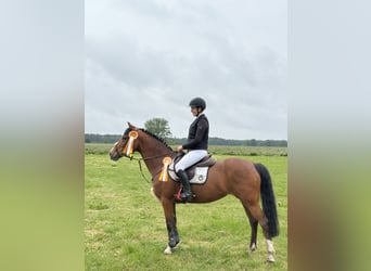 German Riding Pony, Mare, 16 years, 14.2 hh, Brown