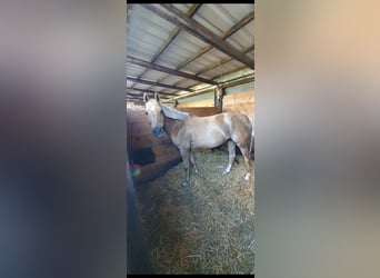 German Riding Pony, Mare, 16 years, 14,2 hh, Palomino