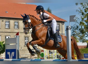German Riding Pony, Mare, 16 years, 14 hh, Chestnut-Red
