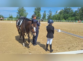 German Riding Pony, Mare, 16 years, 14,1 hh, Bay-Dark
