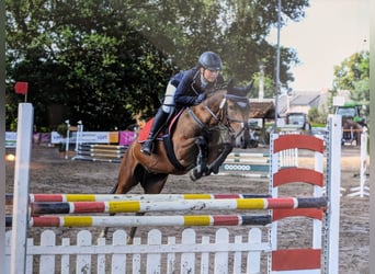 German Riding Pony, Mare, 16 years, 14,1 hh, Brown