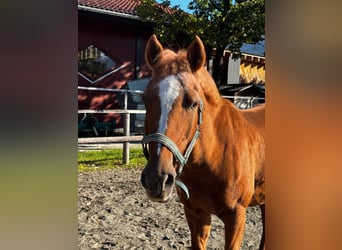 German Riding Pony, Mare, 16 years, 14,1 hh, Chestnut-Red