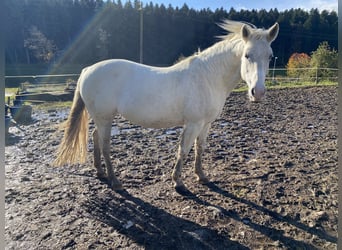 German Riding Pony Mix, Mare, 16 years, 14,1 hh, Grey