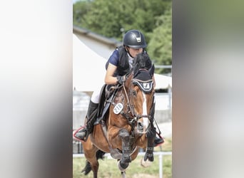 German Riding Pony, Mare, 16 years, 14,2 hh, Brown