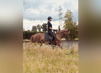German Riding Pony, Mare, 16 years, 14,2 hh, Chestnut