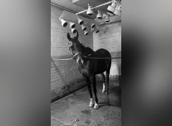 German Riding Pony, Mare, 16 years, 14,2 hh, Chestnut