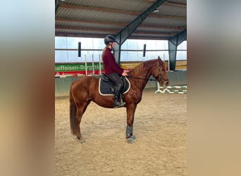 German Riding Pony, Mare, 16 years, 14,2 hh, Chestnut-Red