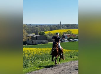 German Riding Pony, Mare, 16 years, 14,2 hh, Chestnut-Red