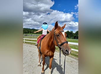 German Riding Pony Mix, Mare, 16 years, 15 hh, Chestnut-Red