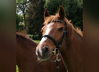 German Riding Pony, Mare, 17 years, 13.2 hh, Chestnut