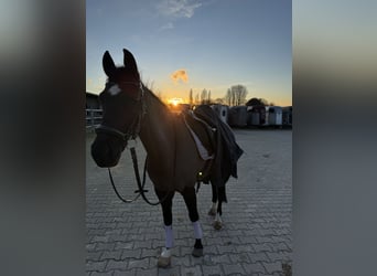 German Riding Pony, Mare, 17 years, 13,3 hh, Smoky-Black