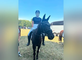 German Riding Pony, Mare, 17 years, 13,3 hh, Smoky-Black