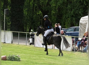 German Riding Pony, Mare, 17 years, 13,3 hh, Smoky-Black