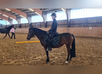 German Riding Pony, Mare, 17 years, 13 hh, Bay-Dark