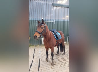 German Riding Pony Mix, Mare, 17 years, 14.1 hh, Brown