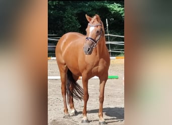 German Riding Pony, Mare, 17 years, 14.1 hh, Chestnut-Red