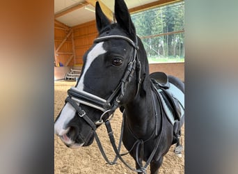 German Riding Pony, Mare, 17 years, 14,2 hh, Black