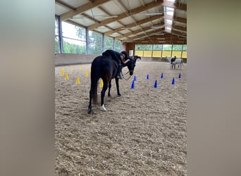 German Riding Pony, Mare, 17 years, 14,2 hh, Black