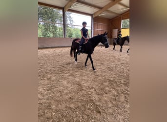 German Riding Pony, Mare, 17 years, 14,2 hh, Black