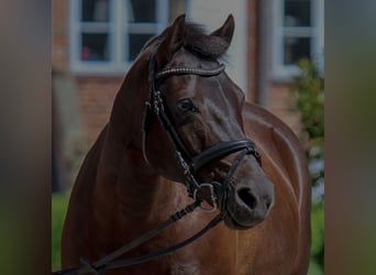 German Riding Pony, Mare, 17 years, 14,1 hh, Black