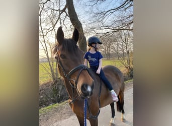 German Riding Pony, Mare, 17 years, 14,1 hh, Brown