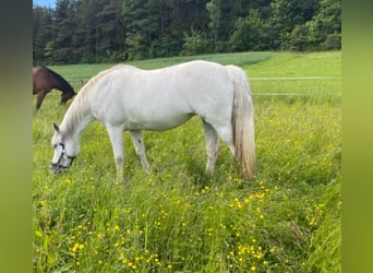German Riding Pony Mix, Mare, 17 years, 14,1 hh, Grey