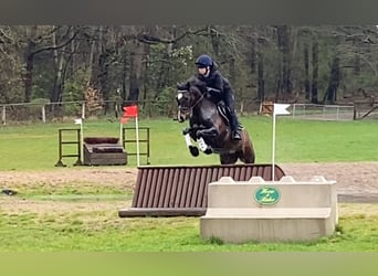 German Riding Pony, Mare, 17 years, 14,2 hh, Bay-Dark
