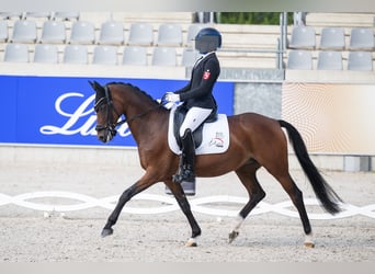 German Riding Pony, Mare, 17 years, 14,2 hh, Brown