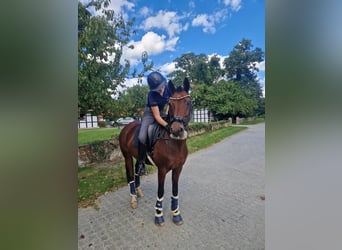 German Riding Pony, Mare, 17 years, 14,2 hh, Brown