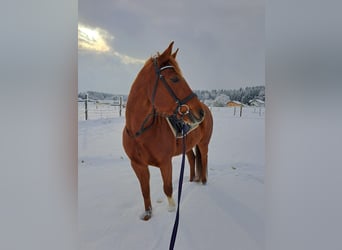German Riding Pony, Mare, 17 years, 14,2 hh, Chestnut-Red