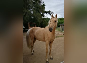 German Riding Pony, Mare, 17 years, 14,2 hh, Palomino