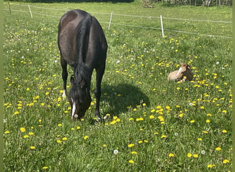 German Riding Pony, Mare, 18 years, 13,2 hh, Bay-Dark