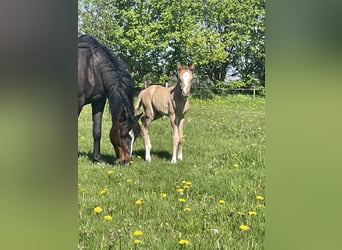 German Riding Pony, Mare, 18 years, 13,2 hh, Bay-Dark