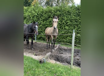 German Riding Pony, Mare, 18 years, 13,2 hh, Bay-Dark