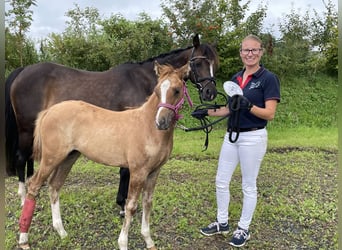 German Riding Pony, Mare, 18 years, 13,2 hh, Bay-Dark