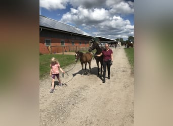 German Riding Pony, Mare, 18 years, 13,2 hh, Bay-Dark