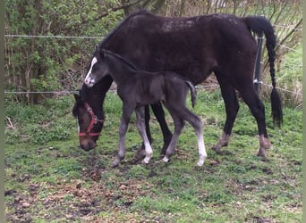 German Riding Pony, Mare, 18 years, 13,2 hh, Bay-Dark