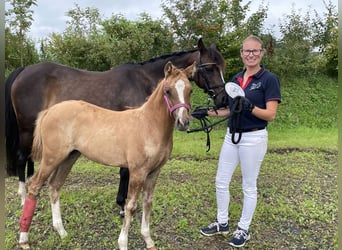 German Riding Pony, Mare, 18 years, 13,2 hh, Bay-Dark