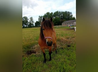 German Riding Pony Mix, Mare, 18 years, 13.2 hh, Brown