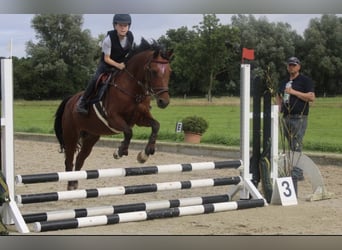 German Riding Pony, Mare, 18 years, 13.3 hh, Brown