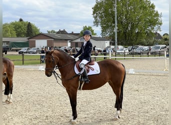 German Riding Pony, Mare, 18 years, 13.3 hh, Brown