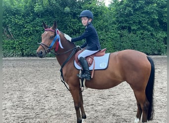German Riding Pony, Mare, 18 years, 13,3 hh, Brown