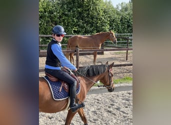 German Riding Pony, Mare, 18 years, 14.1 hh, Brown